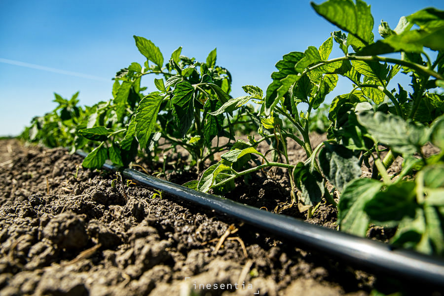 Primer plano de productos de riego de precisión Rivulis en cultivo