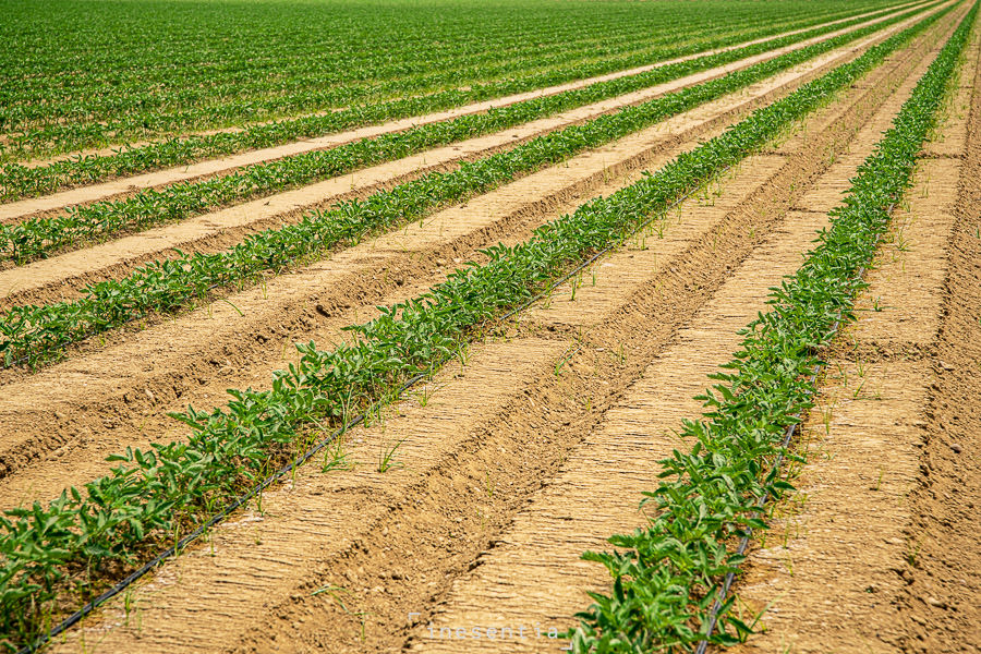 Fotografía industrial de sistema de riego por goteo Rivulis en campo de tomates en Badajoz