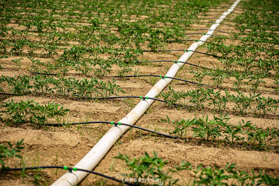 Fotografía industrial de sistema de riego por goteo Rivulis en campo de tomates en Badajoz