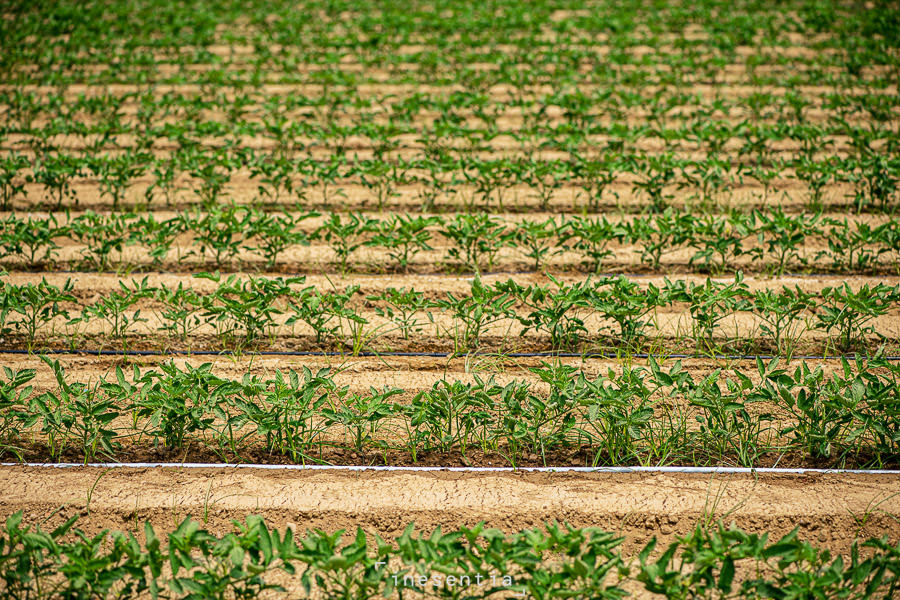 Fotografía industrial de sistema de riego por goteo Rivulis en campo de tomates en Badajoz