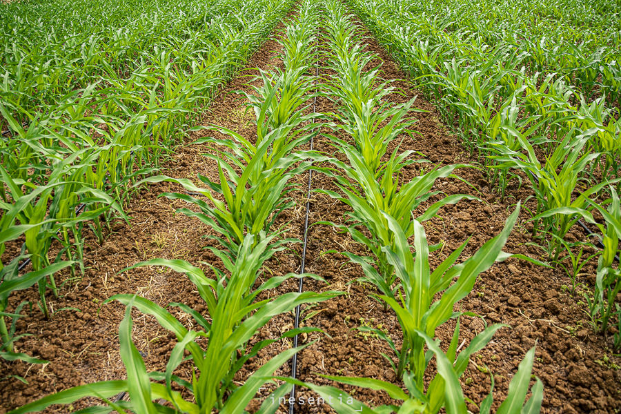 Fotografía industrial de sistema de riego por goteo Rivulis en campo de maiz en Badajoz