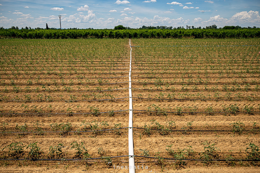 Fotografía industrial de sistema de riego por goteo Rivulis en campo en Badajoz
